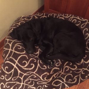 Tansy lounging on her old bed