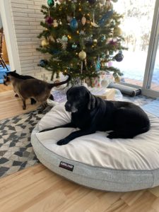 Tansy near the Christmas tree next to a cat.