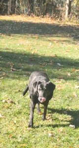 Tansy standing on a grassy area with some fallen leaves scattered around. She is facing the camera and appears to be licking her nose. 